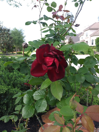 Water Park «Rob Fleming Aquatic Center», reviews and photos, 6535 Creekside Forest Dr, The Woodlands, TX 77389, USA