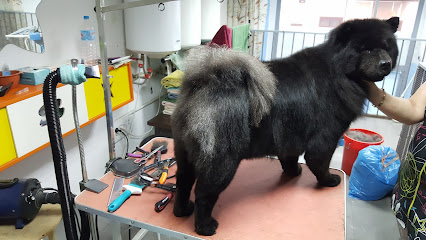 autolavado y peluquería de mascotas zarpas - Servicios para mascota en Albacete