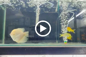 Mr.Fishy - Custom Aquariums , Planted Aquarium Aquarium Plants,Imported Fish & All Pets image
