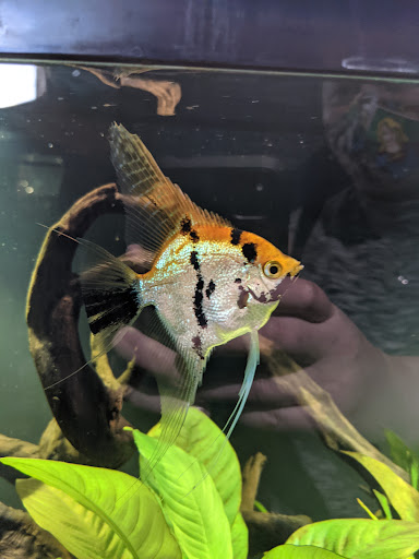 Aquarium «Aquarium of Boise», reviews and photos, 64 N Cole Rd, Boise, ID 83704, USA