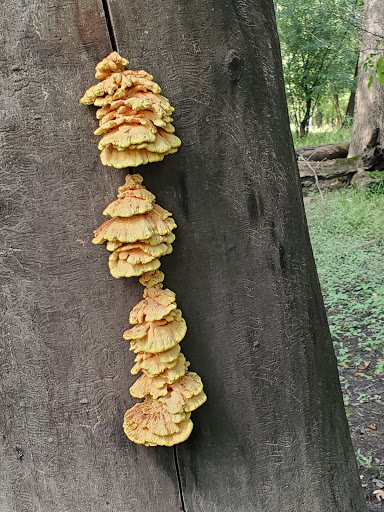 Golf Course «Indian Boundary Golf Course», reviews and photos, 8600 W Forest Preserve Ave, Chicago, IL 60634, USA