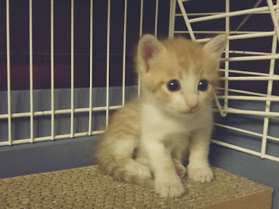 胖胖猫宠物旅馆 宠物住宿