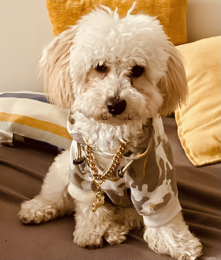 Pet Store «Pet Express», reviews and photos, 250 Granite St, Braintree, MA 02184, USA