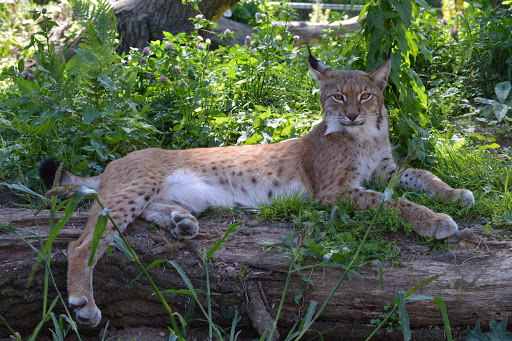 Dessau, Lehrpark für Tier und Pflanzenkunde Zoo unter Dessau-Roßlau, 