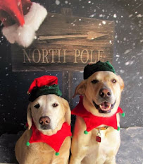 Dog's World Of Fun - Photo 2 - Car repair in Kansas City, MO, Kansas City