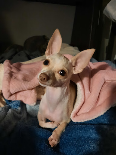 Pet Supply Store «PetSmart», reviews and photos, 14420 Farm to Market 2920, Tomball, TX 77377, USA