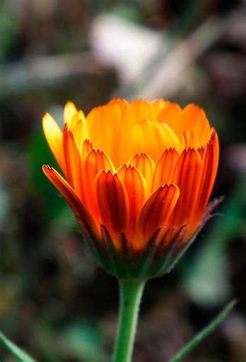 Florist «Arizona Flower Shop», reviews and photos, 1812 E McDowell Rd, Phoenix, AZ 85006, USA