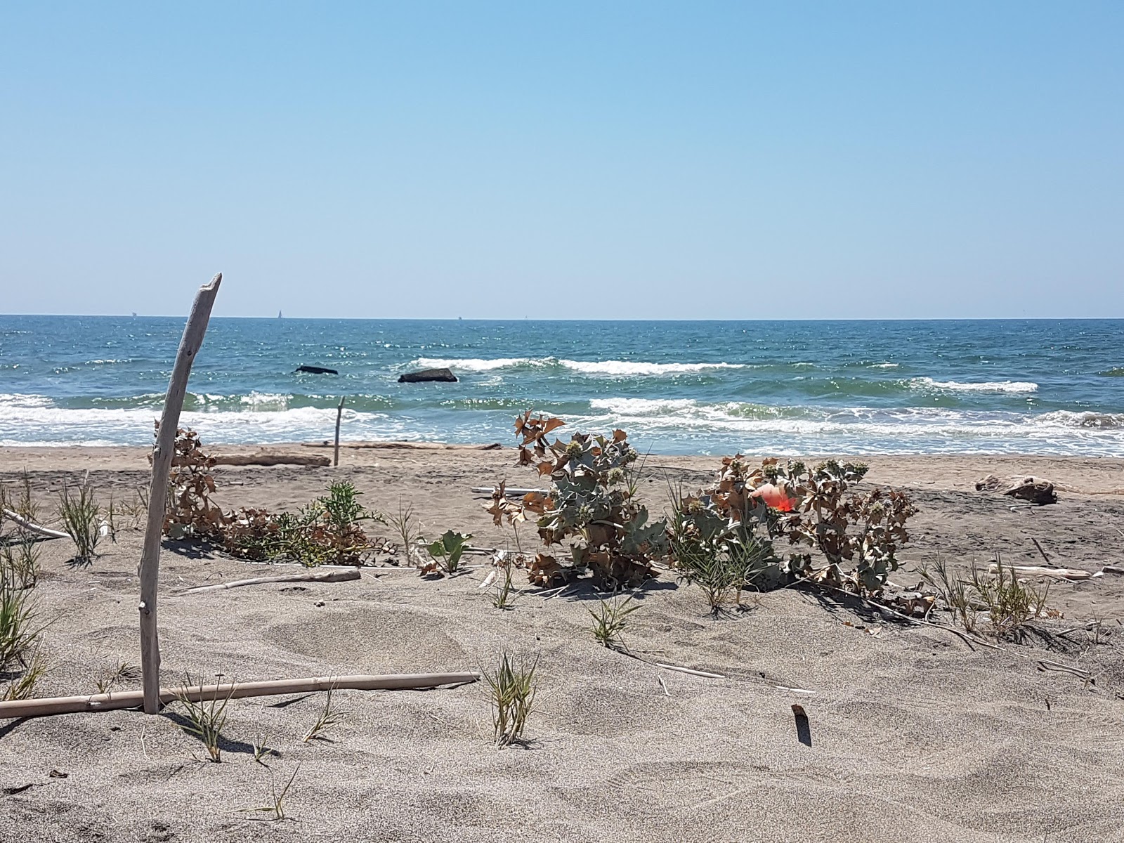 Photo of Focene Beach II wild area