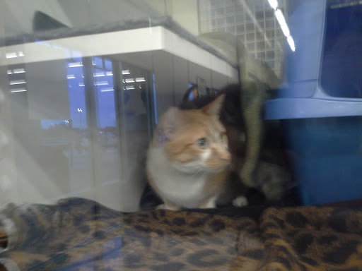 Pet Supply Store «Petco Animal Supplies», reviews and photos, 436 E Rollins Rd, Round Lake Beach, IL 60073, USA