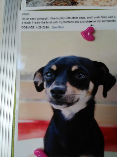 Thrift Store «South Lake Animal League Thrift Shop», reviews and photos, 770 W Montrose St, Clermont, FL 34711, USA