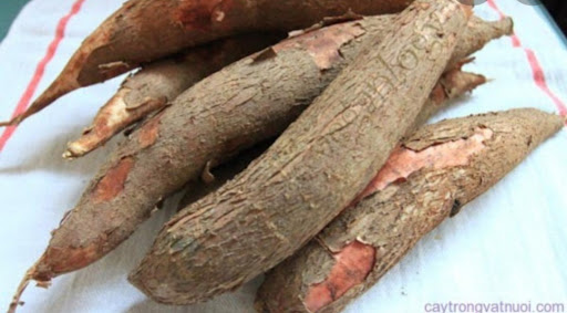 Top 3 cửa hàng bkav Huyện Tân Châu Tây Ninh 2022