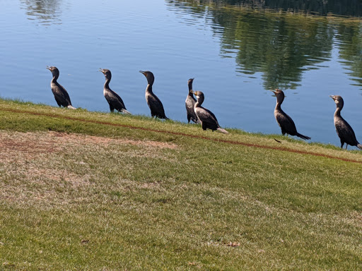 Public Golf Course «Mile Square Golf Course», reviews and photos, 10401 Warner Ave, Fountain Valley, CA 92708, USA