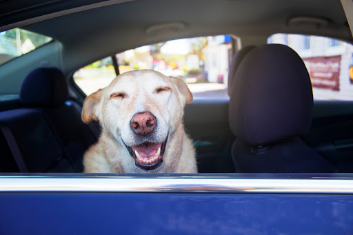 Pet Groomer «Pet-icure Pet Grooming & Supplies», reviews and photos, 89 Main St, Pepperell, MA 01463, USA