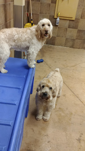 Pet Supply Store «PetSmart», reviews and photos, 145 Witchwood Dr, North Wales, PA 19454, USA