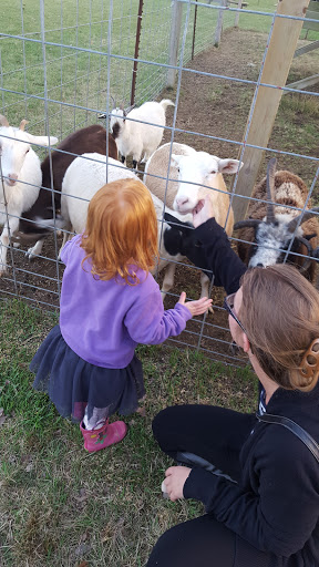Pumpkin Patch «CornFun Corn Maze Adventure And Pumpkin Patch», reviews and photos, 9391 Lindsey Ln, Casco, MI 48064, USA