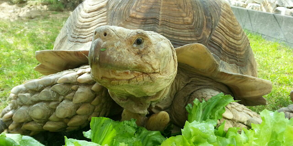 Reptielenhuis De Aarde Breda | dierentuin, kinderfeestje & binnen uitje