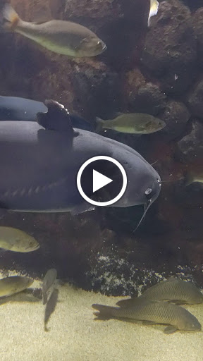 Aquarium «North Carolina Aquarium at Pine Knoll Shores», reviews and photos, 1 Roosevelt Blvd, Pine Knoll Shores, NC 28512, USA