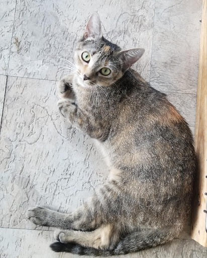 24 E Athens Ave, Ardmore, PA 19003, USA