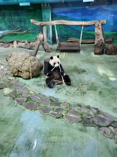 台北市立动物园大猫熊馆