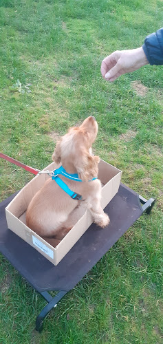Dog-in-a-Box Dog Training - Dog trainer