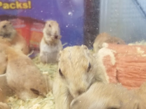 Pet Store «Animal Ark», reviews and photos, 2730 Brookdale Dr, Kingwood, TX 77339, USA