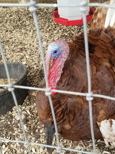 Tourist Attraction «Lucky Ladd Farms», reviews and photos, 4374 Rocky Glade Rd, Eagleville, TN 37060, USA