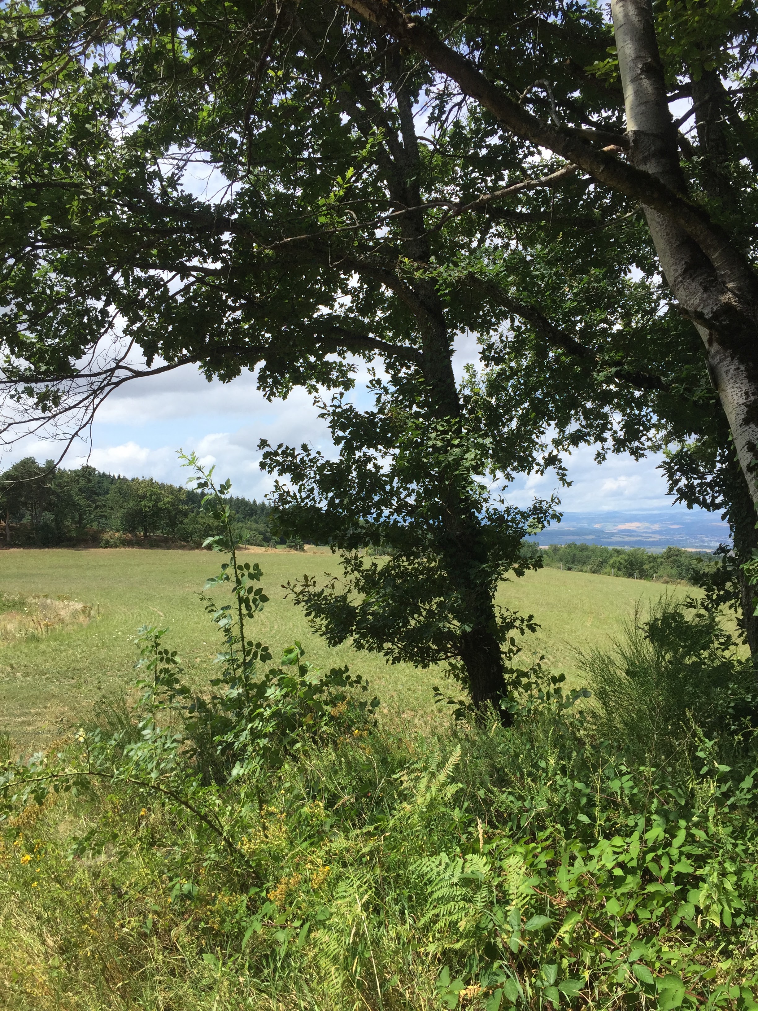 Photo n° 6 de l'avis de Danièle.e fait le 24/07/2023 à 16:29