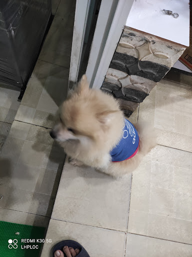 Top 14 cửa hàng cún cưng Huyện Sơn Hà Quảng Ngãi 2022