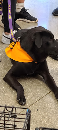 Petco - Photo 5 - Car repair in San Antonio, TX, San Antonio