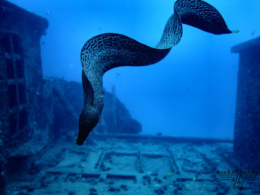 Waikiki Diving Center