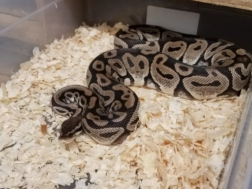 Pet Store «Petfection Exotic Pet Specialist», reviews and photos, 2989 PA-611 Suite 102, Tannersville, PA 18372, USA