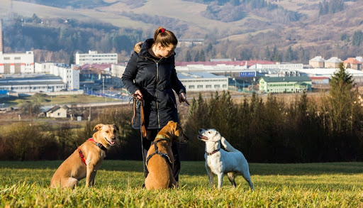 Addestramento Cani Milano - Dog Trainer