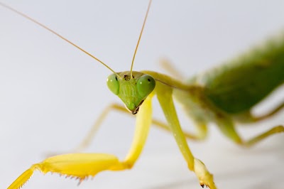 Photos of Victoria Bug Zoo
