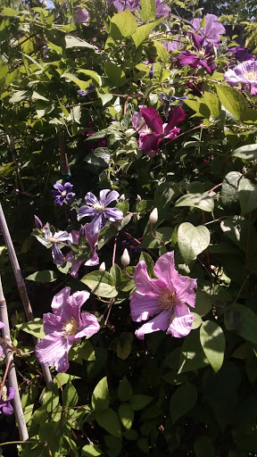 Garden Center «Ladera Garden & Gifts», reviews and photos, 3130 Alpine Rd #380, Portola Valley, CA 94028, USA