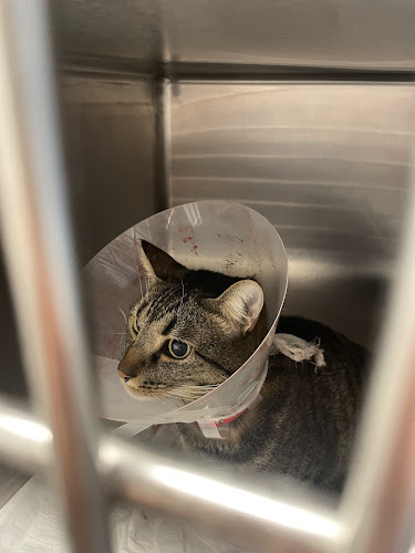 Opinii despre ΡΑΜΑΝΤΑΝΗ ΕΛΕΝΗ ΚΤΗΝΙΑΤΡΟΣ ΠΕΙΡΑΙΑΣ în Πειραιάς - Κτηνίατρος