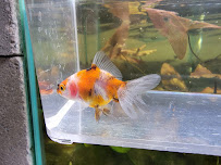 Tank Dreams - Photo 2 - Car repair in Howell, MI, South Lyon