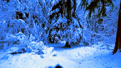 Park «Schmitz Preserve Park», reviews and photos, 5551 SW Admiral Way, Seattle, WA 98116, USA