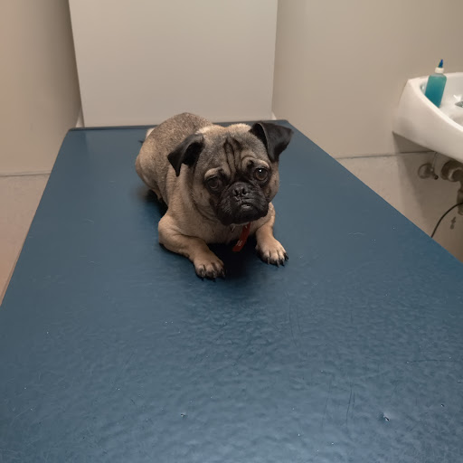 South County Veterinary Hospital image