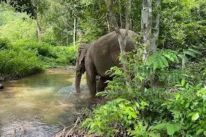 Following Giants Koh Lanta Ethical Elephant Sanctuary image