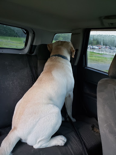 Drive-in Movie Theater «Circle Drive-In Theatre​», reviews and photos, 1911 Scranton Carbondale Hwy, Scranton, PA 18508, USA