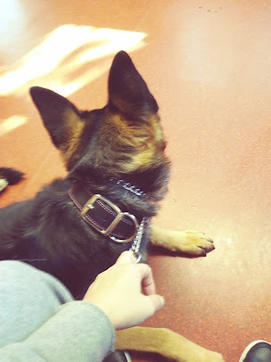 Mercy Animal Hospital