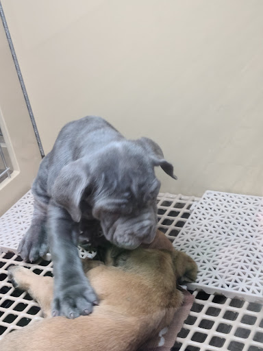 Pet Store «Petland», reviews and photos, 1514 Stonecreek Dr, Pickerington, OH 43147, USA