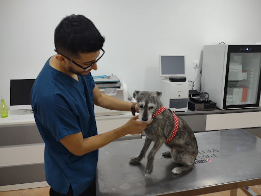 Clínica Veterinaria Alameda Urgencias Telefonicas 24h en Valencia