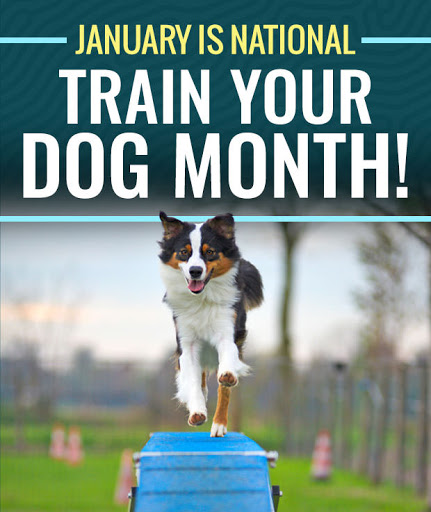 Pet Supply Store «J & J Dog Supplies», reviews and photos, 975 Ford St, Colorado Springs, CO 80915, USA