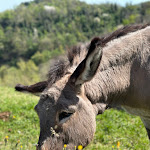 Photo n°4 de l'avis de Cristian.r fait le 07/04/2024 à 19:34 sur le  Fattoria Zivieri à Sasso Marconi