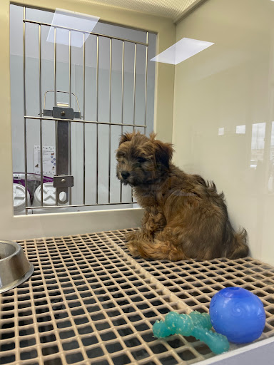 Pet Store «Petland», reviews and photos, 4082 William Penn Hwy #49B, Monroeville, PA 15146, USA