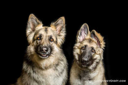 The Doggy Did It - Pet Photography