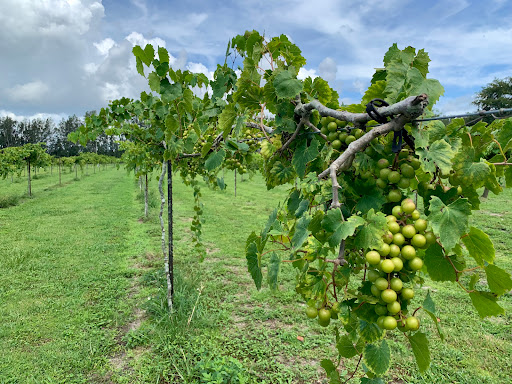 Winery «Summer Crush Vineyard & Winery», reviews and photos, 4200 Johnston Rd, Fort Pierce, FL 34951, USA