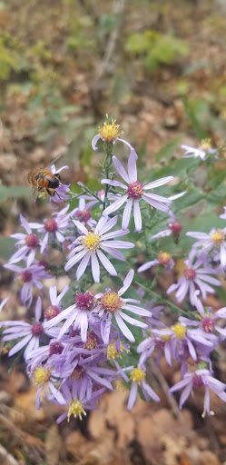 Visitor Center «Effigy Mounds National Monument Visitor Center», reviews and photos, 151 IA-76, Harpers Ferry, IA 52146, USA