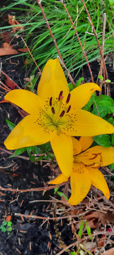 Golf Course «Wind Watch Golf & Country Club», reviews and photos, 1715 Motor Pkwy, Hauppauge, NY 11788, USA